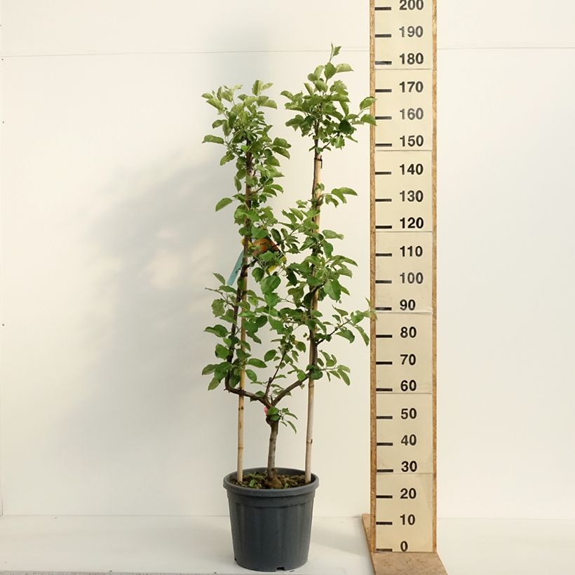 Manzano Belle de Boskoop Maceta 12L/15L, Poda palmeta simple U Ejemplar entregado en la primavera