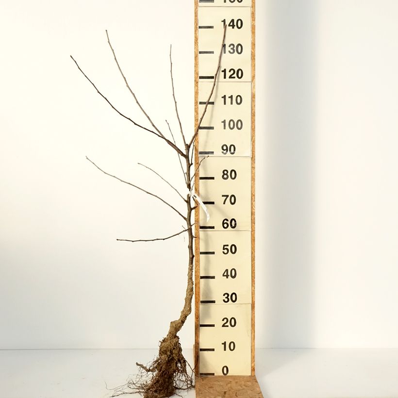 Manzano Belle de Boskoop Raíces desnudas, Copa Ejemplar entregado en invierno