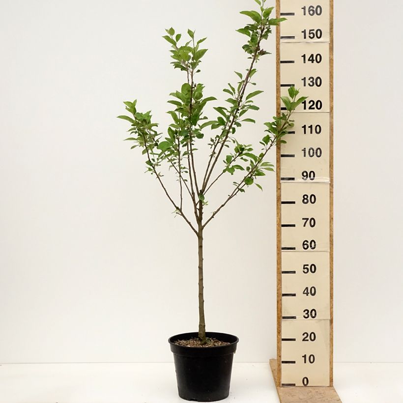 Manzano Blush rosette Maceta 7,5L/10L, Copa Ejemplar entregado en la primavera