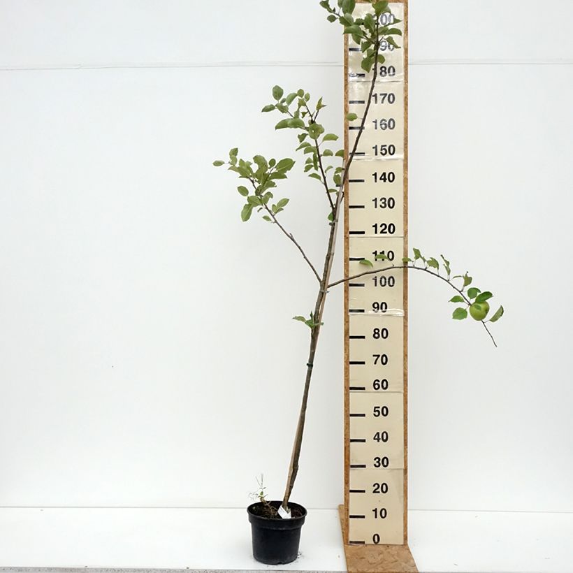 Ejemplar de Manzano Bramley's Seedling Maceta 4L/5L, Copa entregado en verano