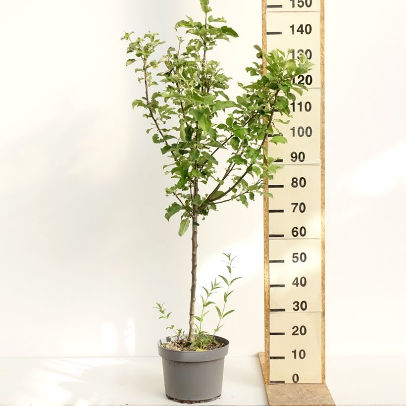 Manzano Calville Rouge d'Hiver Maceta 7,5L/10L, Copa Ejemplar entregado en la primavera