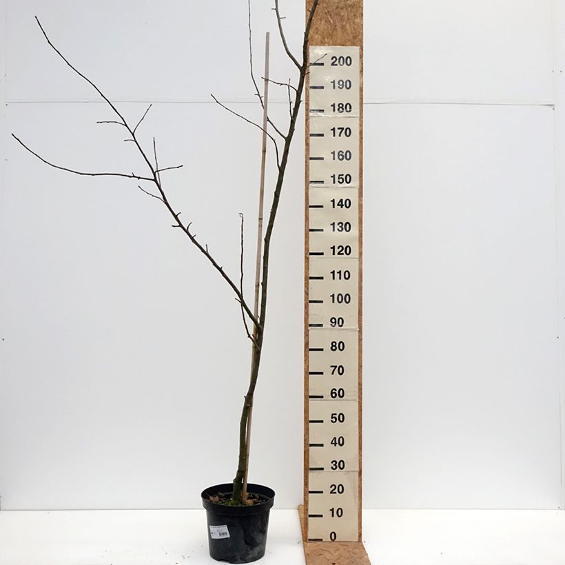 Ejemplar de Manzano Cesarz Wilhelm, Kaiser Wilhelm, Reinette rouge Maceta 7,5L/10L, Vástago entregado en otoño