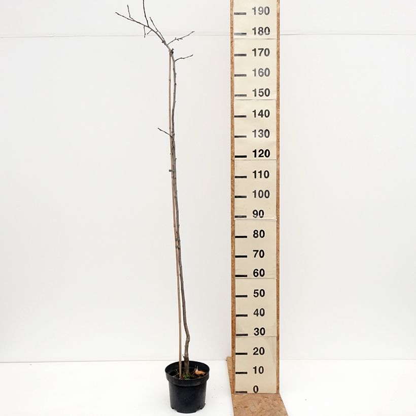 Ejemplar de Manzano Charłamowskie Maceta 4L/5L, Vástago entregado en otoño