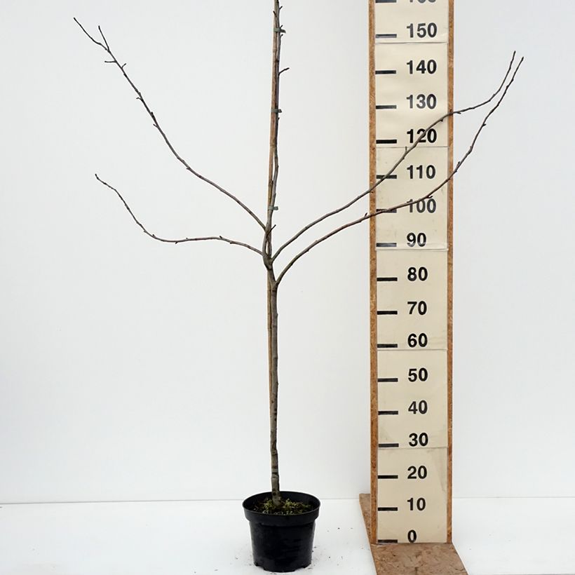 Manzano Charłamowskie Maceta 4L/5L, Vástago Ejemplar entregado en invierno