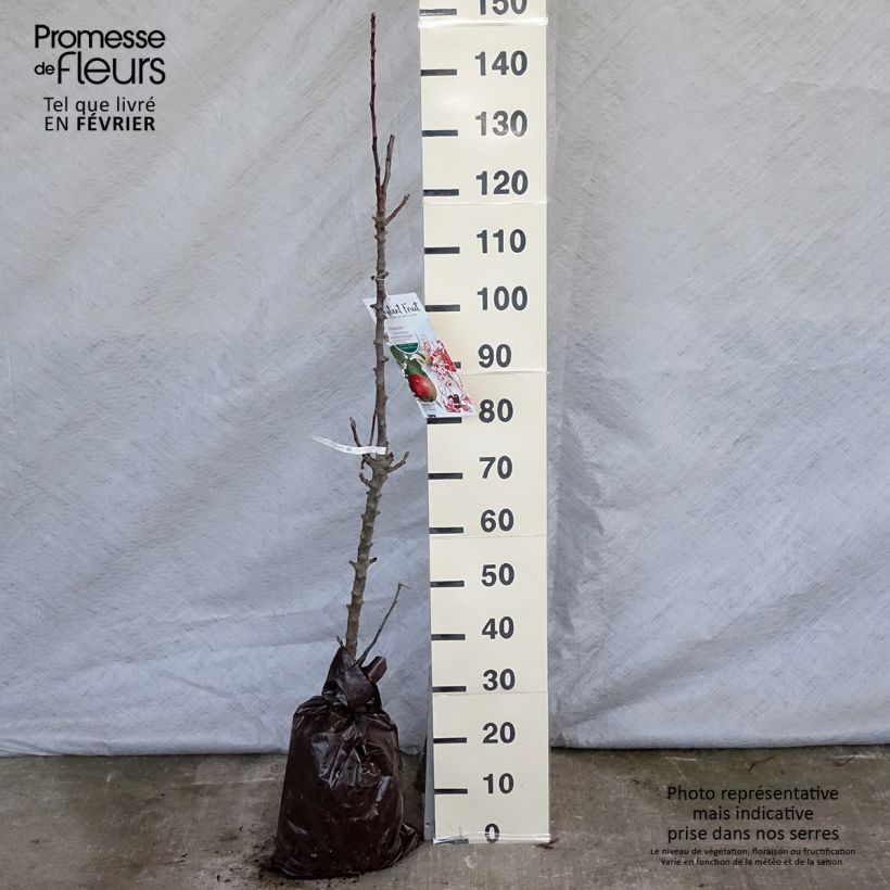 Manzano columnar Chenonceau Cepellón "listo para plantar", Columnar Ejemplar entregado en invierno