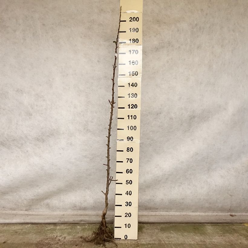 Ejemplar de Manzano columnar Chenonceau Raíces desnudas, Columnar entregado en otoño