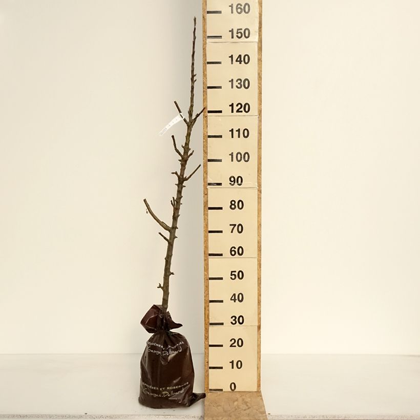 Manzano columnar Azay-Le-Rideau Cepellón "listo para plantar", Columnar Ejemplar entregado en la primavera