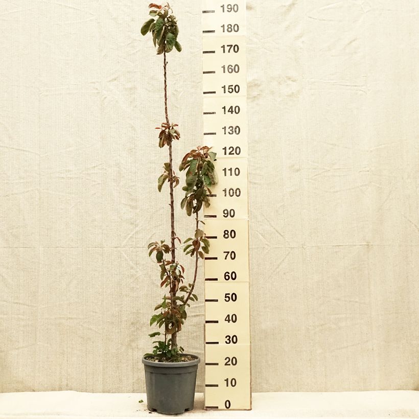 Manzano columnar Ballerina Maypole Maceta 7,5L/10L, Columnar Ejemplar entregado en la primavera