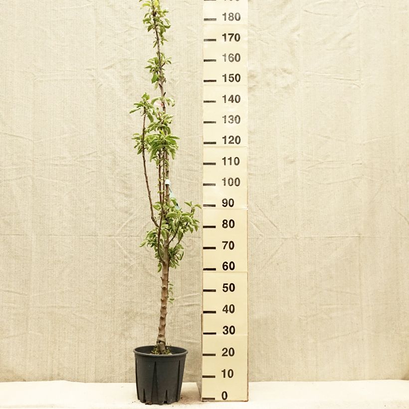 Manzano columnar Ballerina Polka Maceta 7,5L/10L, Columnar Ejemplar entregado en la primavera