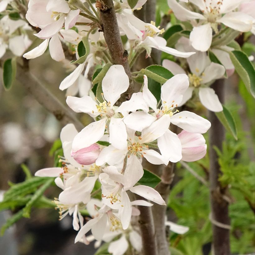 Manzano columnar Ballerina Polka (Floración)