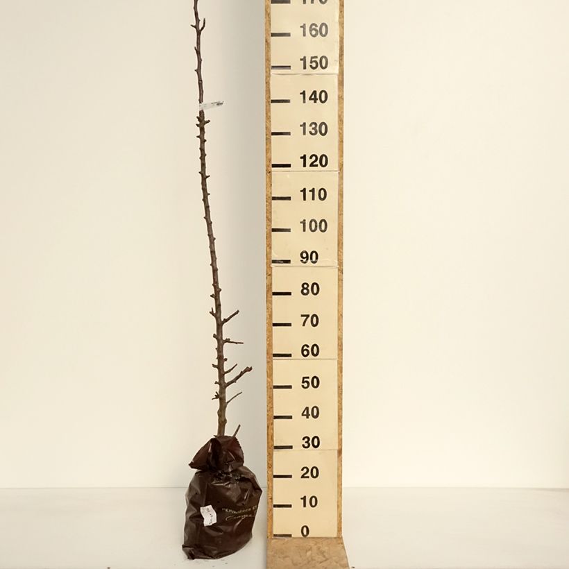 Manzano columnar Chenonceau Cepellón "listo para plantar", Columnar Ejemplar entregado en la primavera