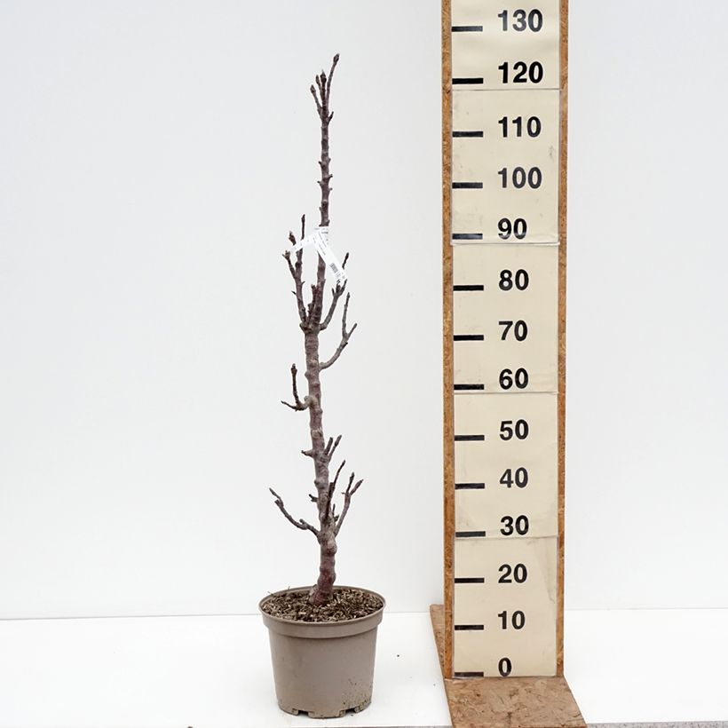 Manzano columnar Cheverny Maceta 7,5L/10L Ejemplar entregado en invierno