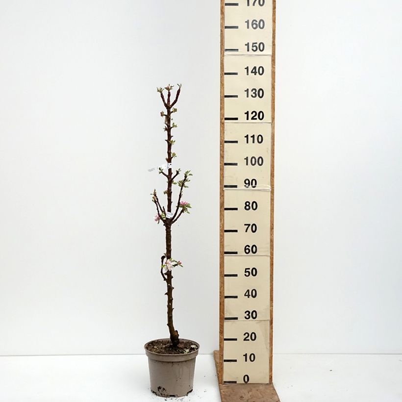 Manzano columnar Cheverny Maceta 7,5L/10L Ejemplar entregado en la primavera