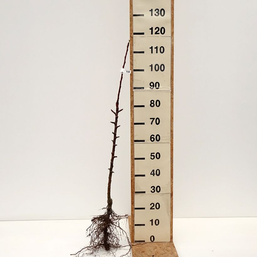 Manzano columnar Cheverny Raíces desnudas, Columnar Ejemplar entregado en invierno