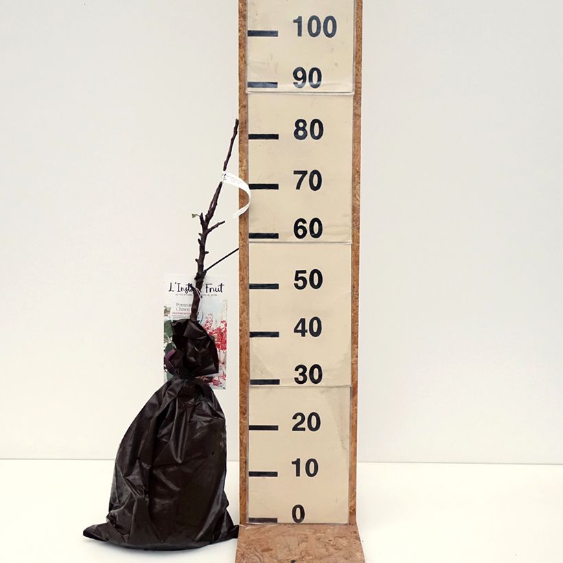 Ejemplar de Manzano columnar Chinon Cepellón "listo para plantar", Columnar entregado en otoño