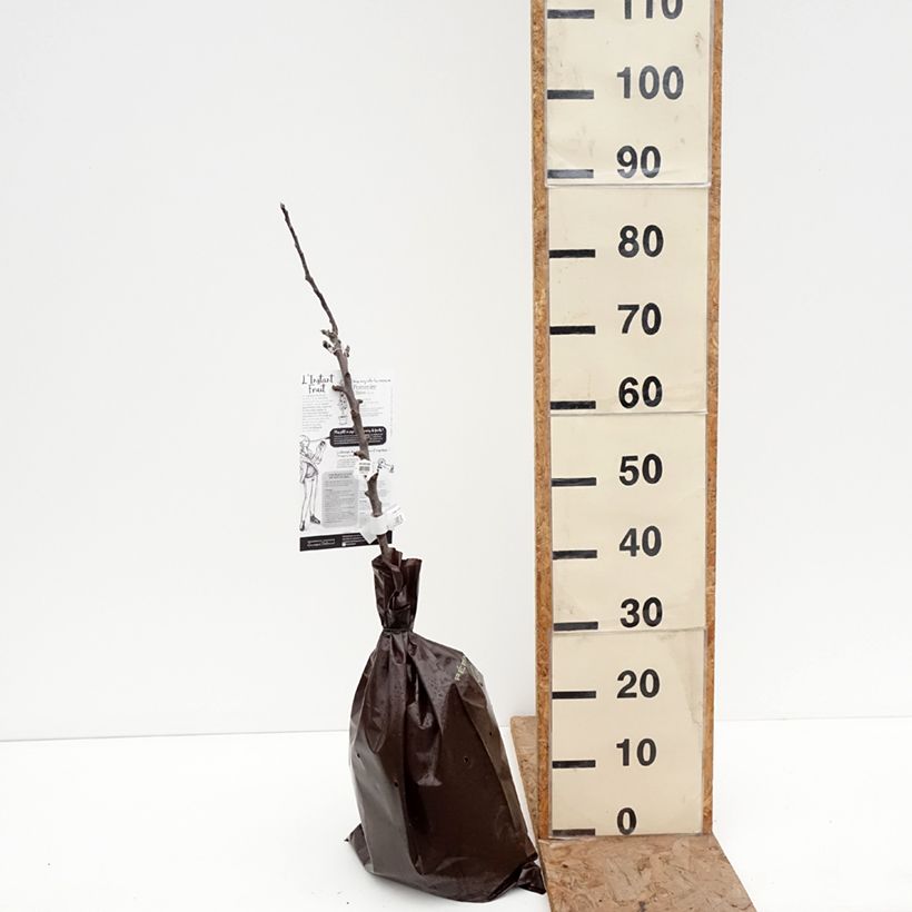 Manzano columnar Chinon Cepellón "listo para plantar", Columnar Ejemplar entregado en invierno