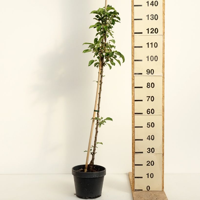 Manzano columnar Chinon Maceta 7,5L/10L Ejemplar entregado en la primavera