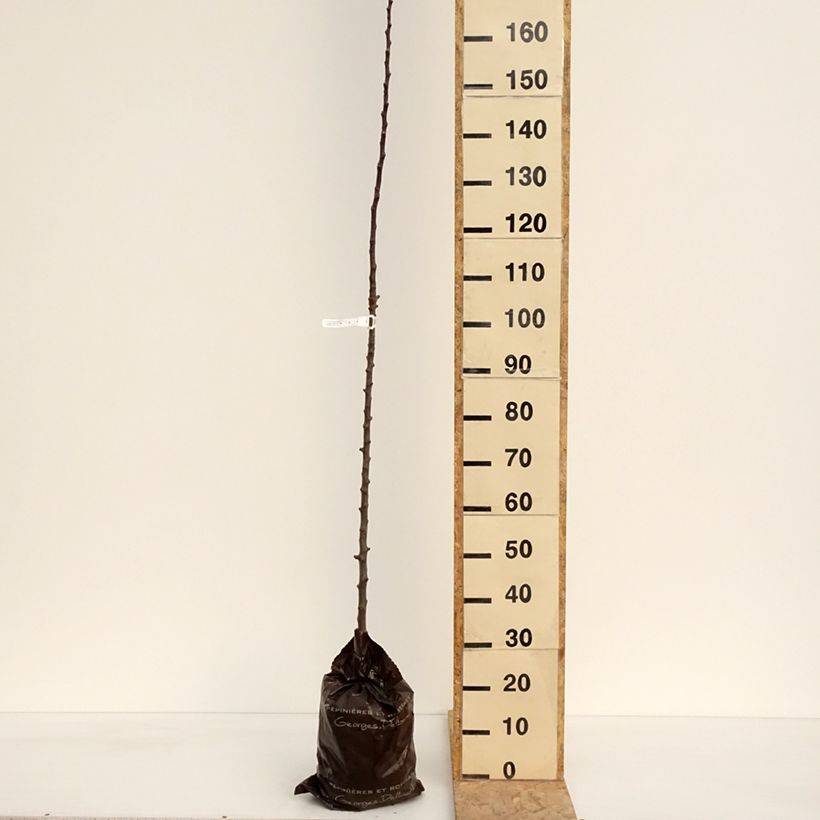 Manzano columnar Courson Cepellón "listo para plantar", Columnar Ejemplar entregado en la primavera