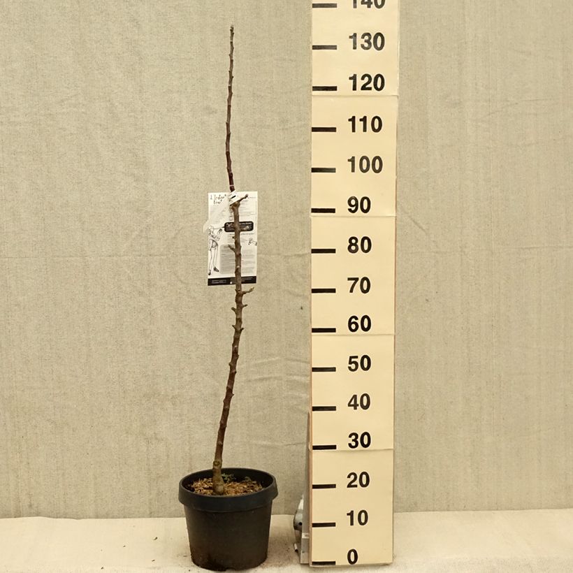 Manzano columnar Villandry Maceta 7,5L/10L, Columnar Ejemplar entregado en la primavera