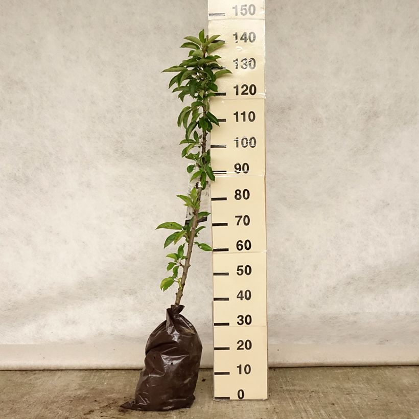 Ejemplar de Manzano columnar Courson Cepellón "listo para plantar", Columnar entregado en verano
