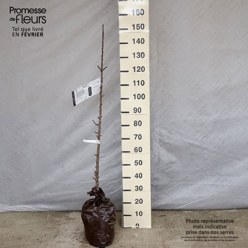 Manzano columnar Courson Cepellón "listo para plantar", Columnar Ejemplar entregado en invierno