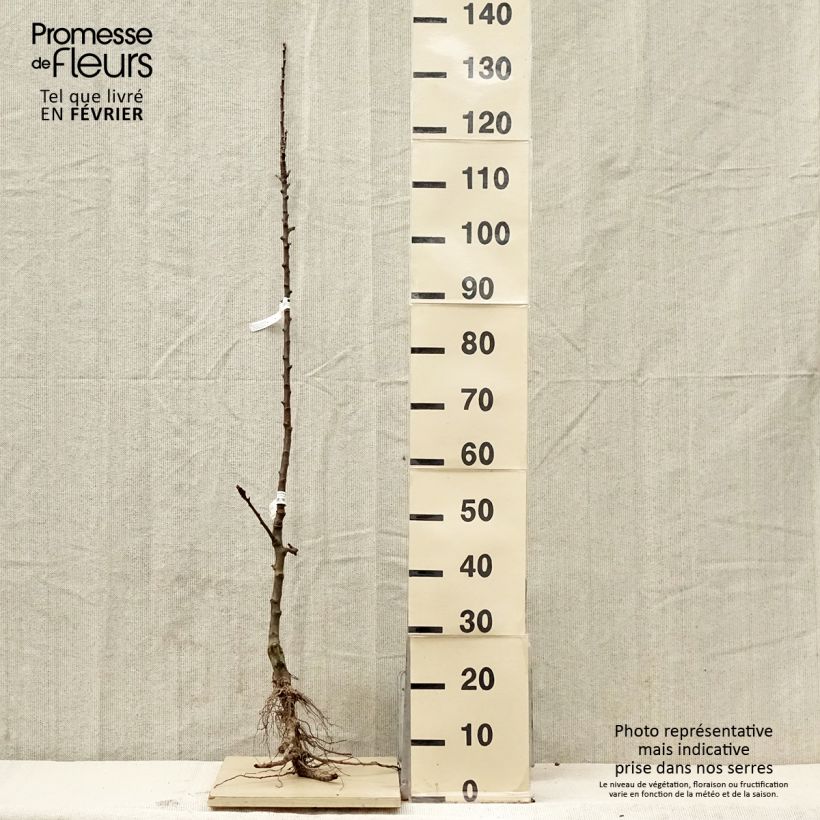 Manzano columnar Courson Raíces desnudas, Columnar Ejemplar entregado en invierno