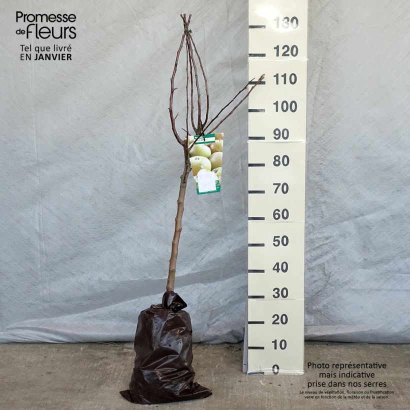 Manzano Court Pendu Cepellón "listo para plantar", Copa Ejemplar entregado en invierno