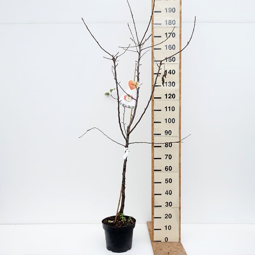Ejemplar de Manzano Cox Orange Maceta 7,5L/10L, Copa entregado en otoño