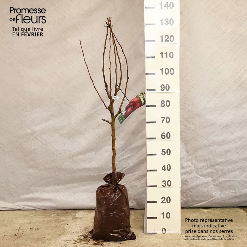 Manzano Cybèle Cepellón "listo para plantar", Copa Ejemplar entregado en invierno