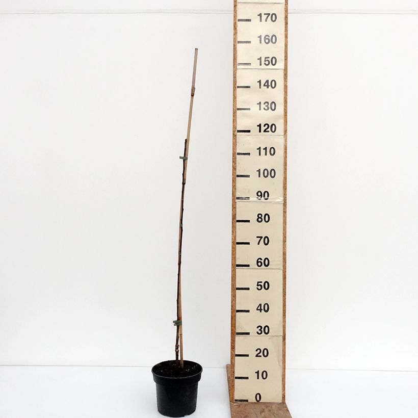 Manzano Cynamonówka Prążkowana Maceta 4L/5L, Vástago Ejemplar entregado en invierno