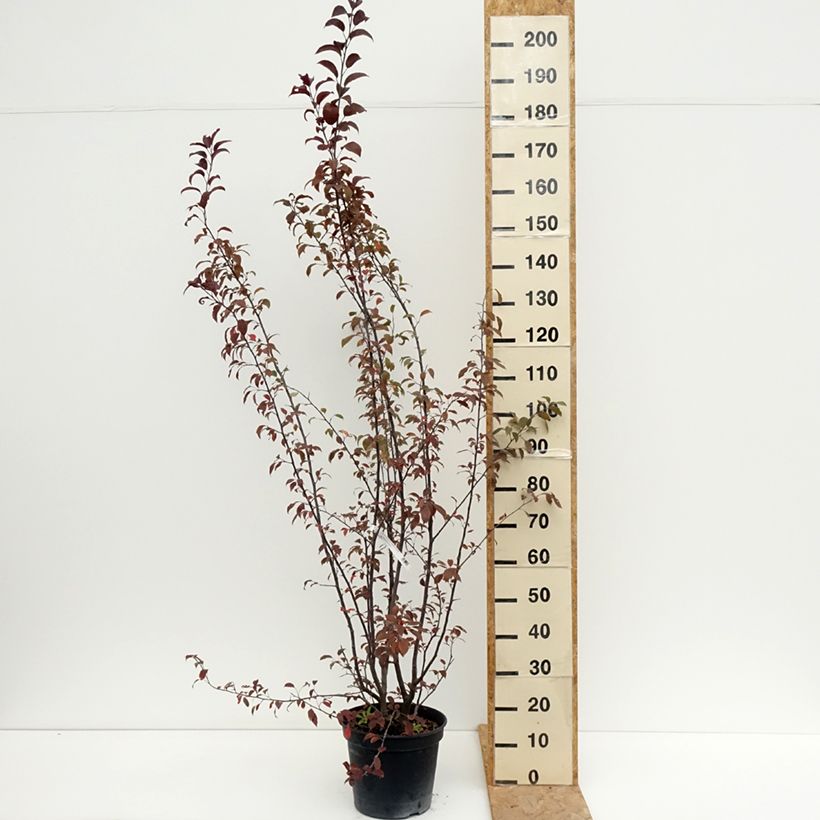 Ejemplar de Manzano de flor Coccinella Courtarou Maceta 7,5L/10L entregado en verano