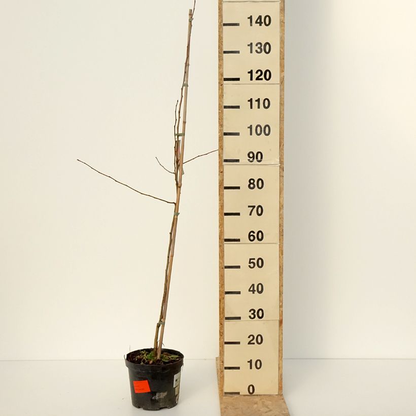 Manzano de flor robusta Pink Glow Maceta 4L/5L Ejemplar entregado en invierno