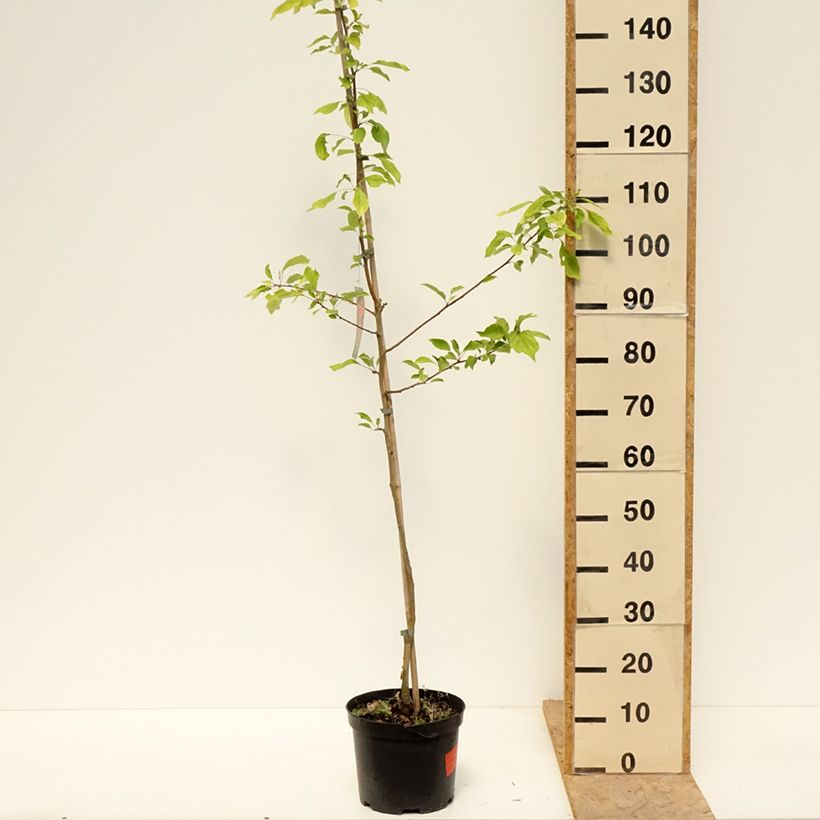 Manzano de flor robusta Pink Glow Maceta 4L/5L Ejemplar entregado en la primavera