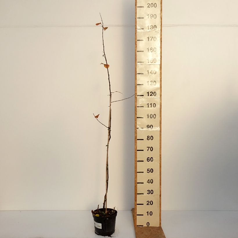 Ejemplar de Manzano de flor purpurea Eleyi Maceta 4L/5L entregado en otoño