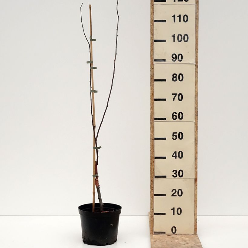 Manzano de flor purpurea Eleyi Maceta 4L/5L Ejemplar entregado en invierno