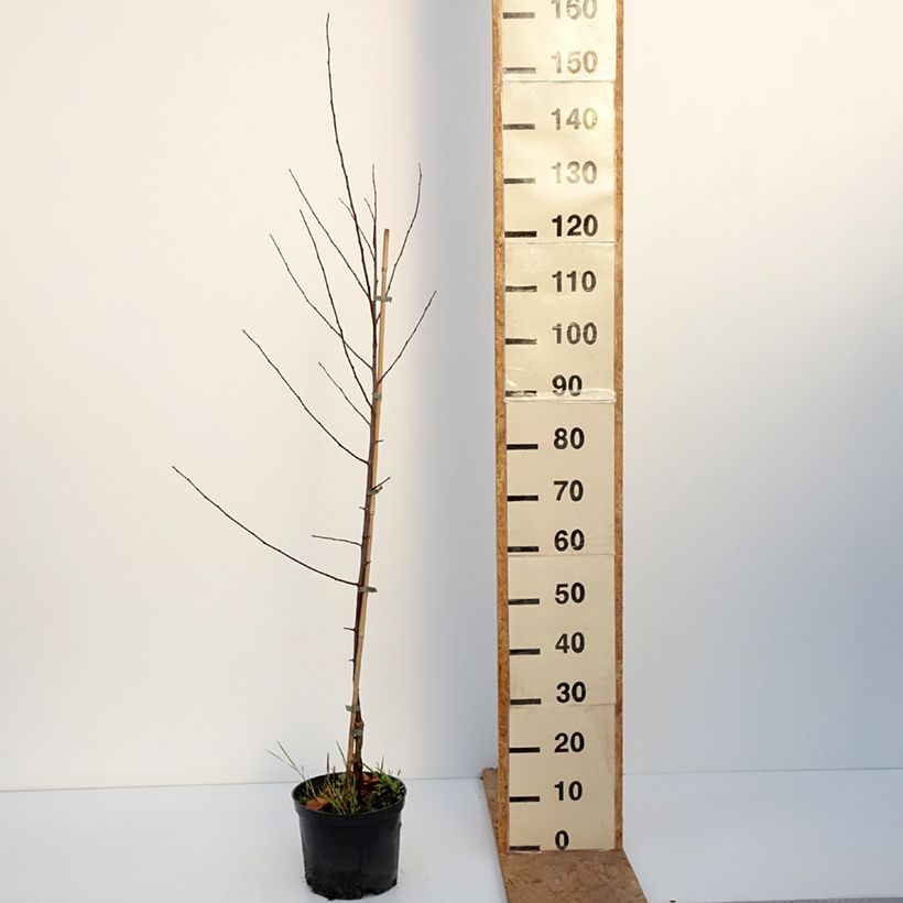 Ejemplar de Malus sieversii Hopa - Manzano de flor Maceta 4L/5L entregado en otoño