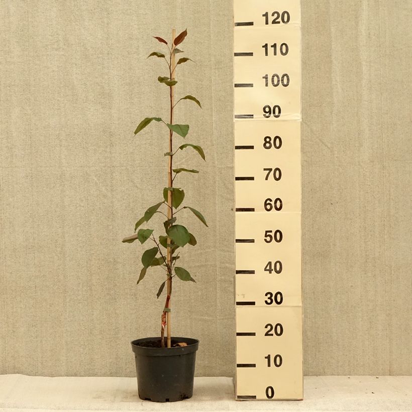 Ejemplar de Malus sieversii Hopa - Manzano de flor Maceta 4L/5L entregado en verano