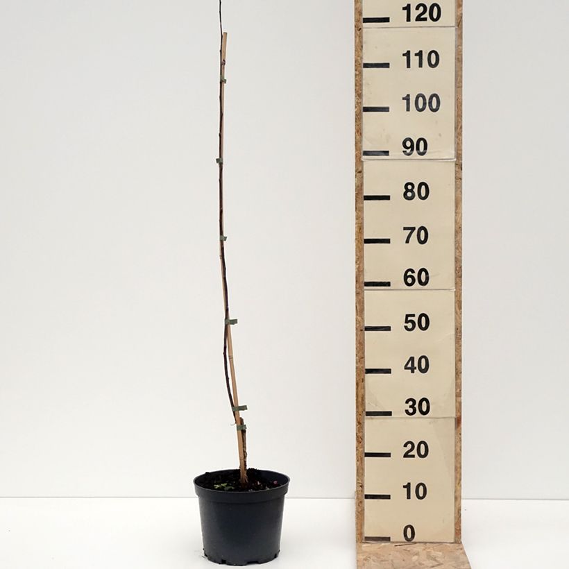 Malus sieversii Hopa - Manzano de flor Maceta 4L/5L Ejemplar entregado en invierno
