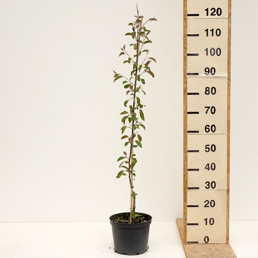 Malus sieversii Hopa - Manzano de flor Maceta 4L/5L Ejemplar entregado en la primavera