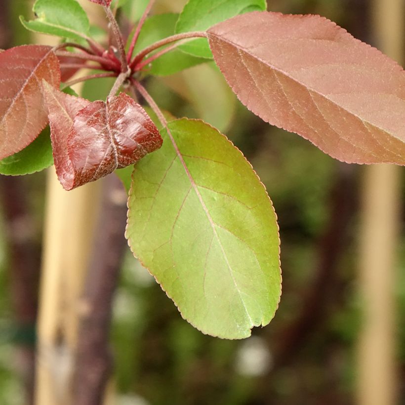 Manzano de flor Hyvingiensis - Malus domestica (Follaje)