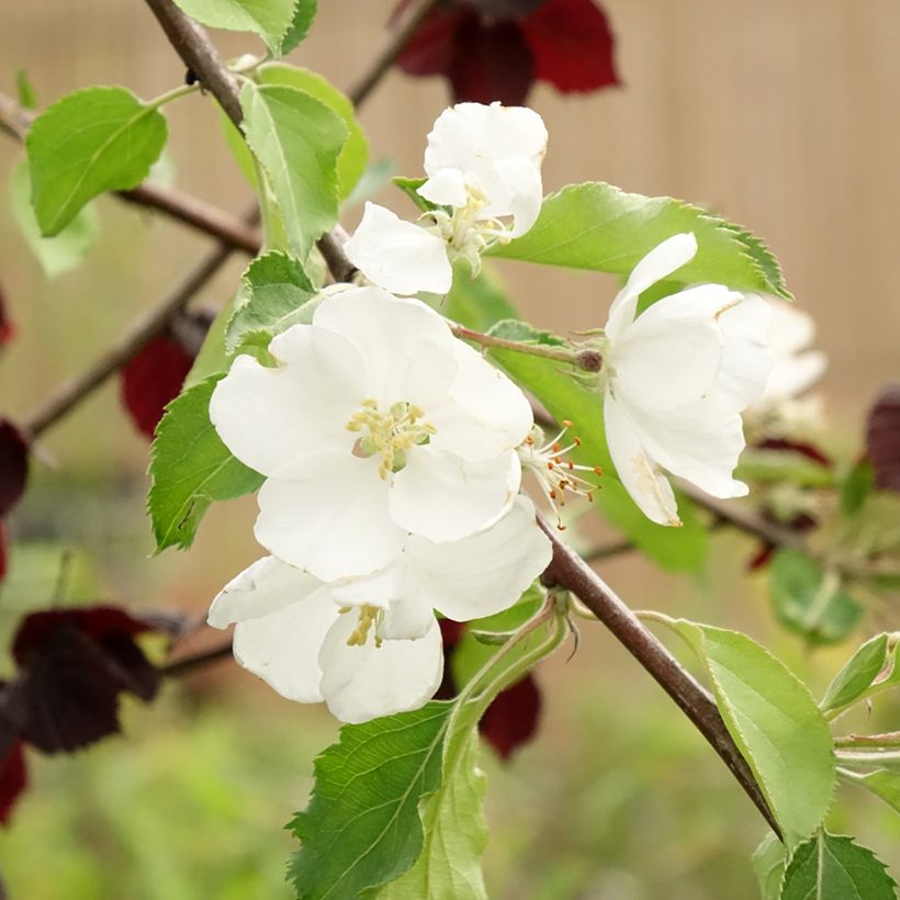 Manzano de flor Hyvingiensis - Malus domestica (Floración)