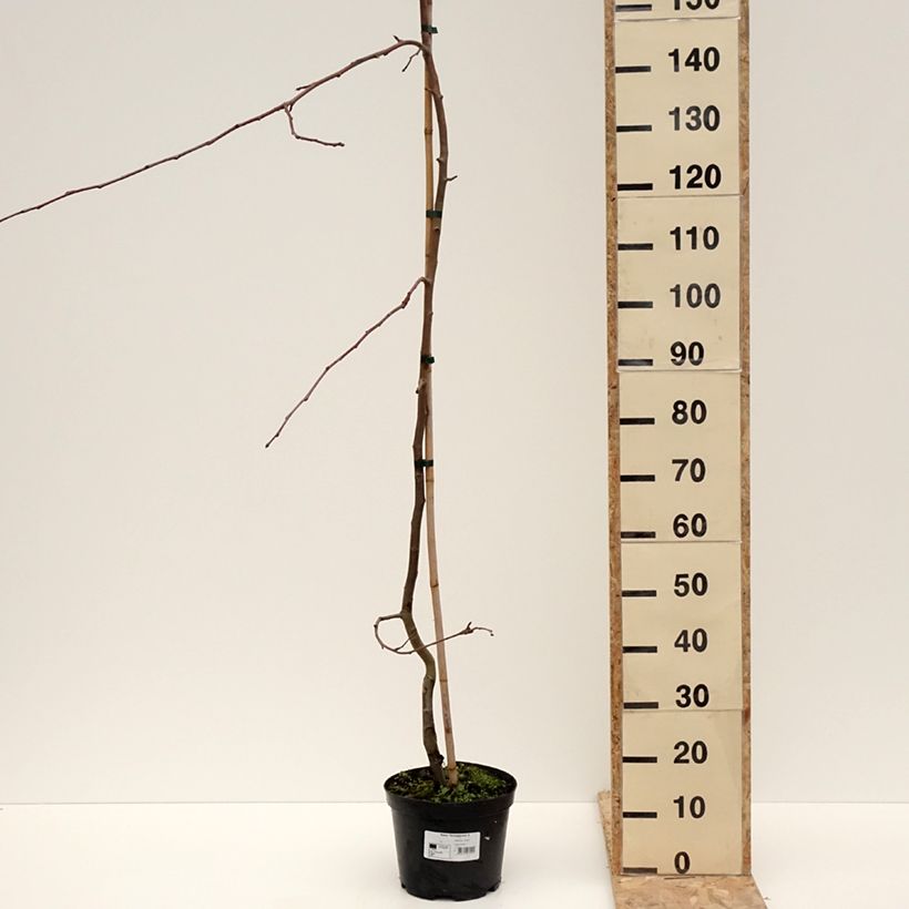 Manzano de flor Hyvingiensis - Malus domestica Maceta 4L/5L Ejemplar entregado en invierno