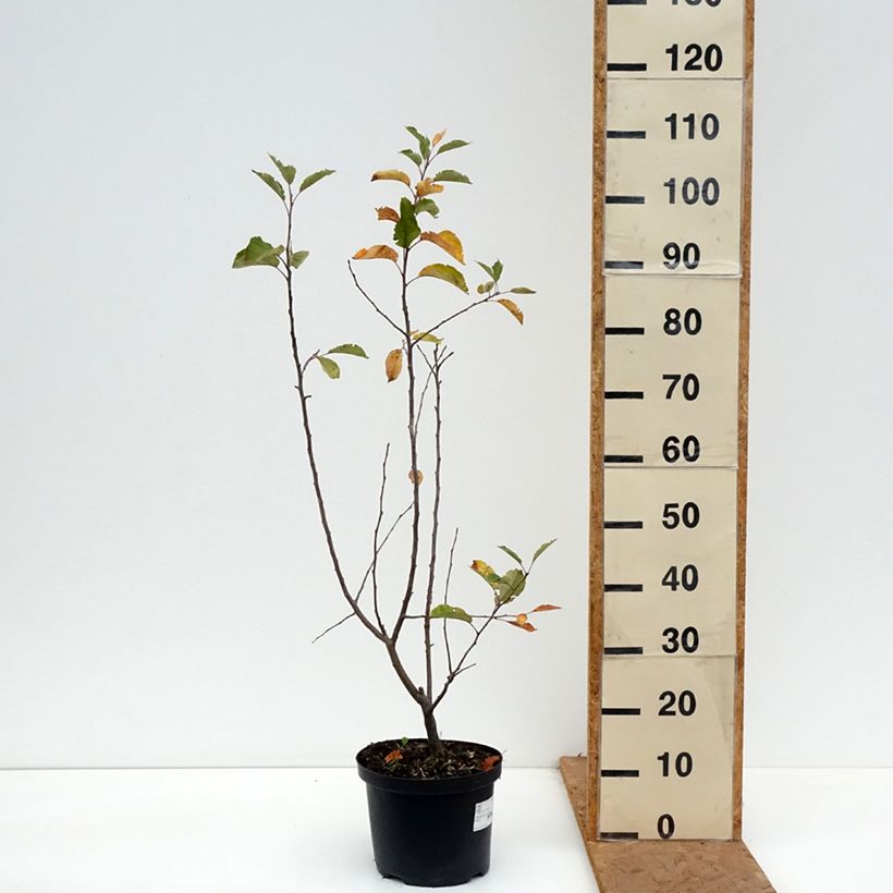 Ejemplar de Manzano de flor John Downie Maceta 4L/5L entregado en otoño