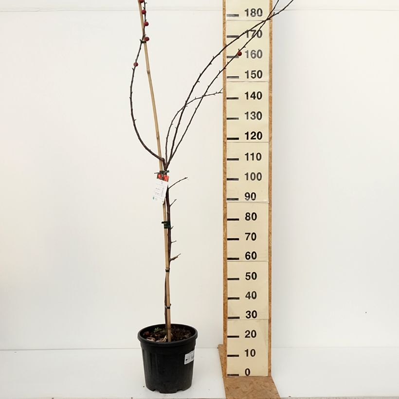Ejemplar de Manzano ornemental Ola Maceta 7,5L/10L entregado en otoño