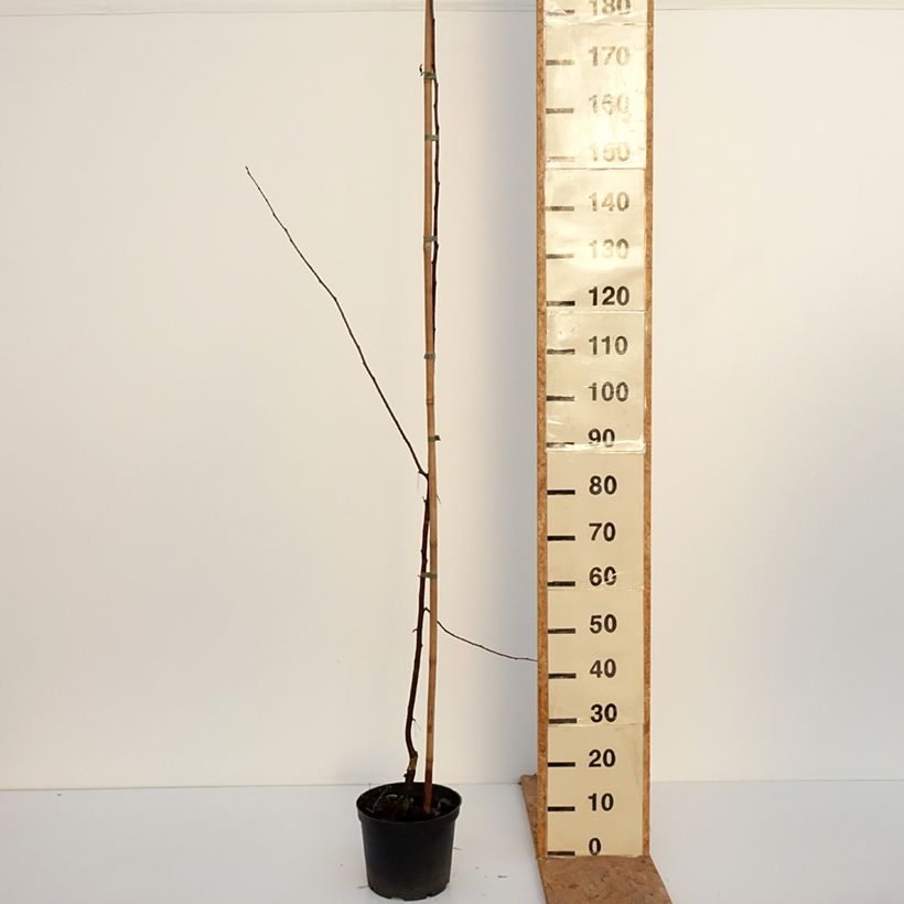 Ejemplar de Manzano de flor purpurea Paul Hauber Maceta 4L/5L entregado en otoño