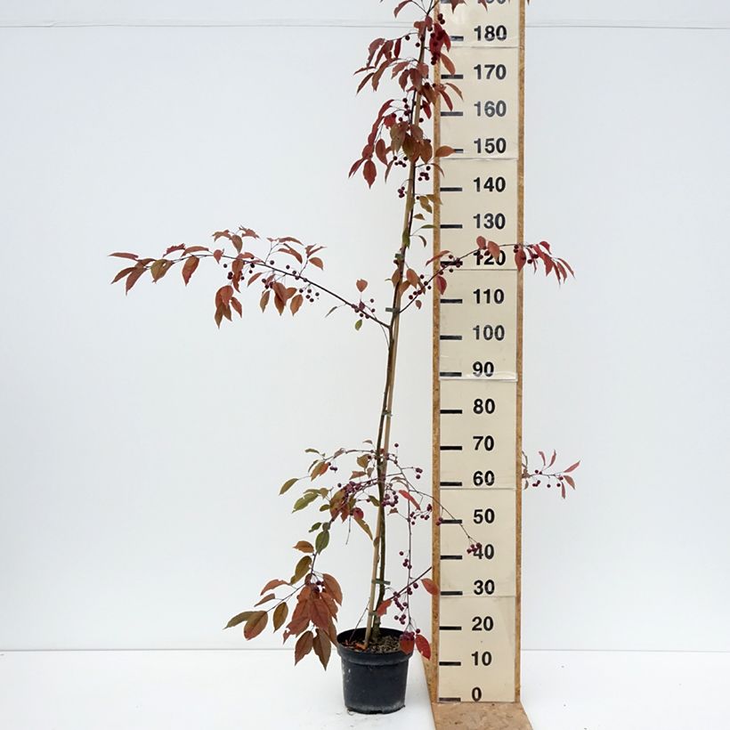 Ejemplar de Manzano de flor purpurea Paul Hauber Maceta 4L/5L entregado en verano