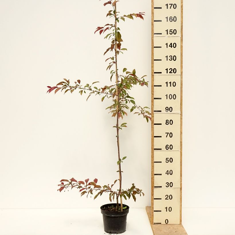 Manzano de flor purpurea Paul Hauber Maceta 4L/5L Ejemplar entregado en la primavera