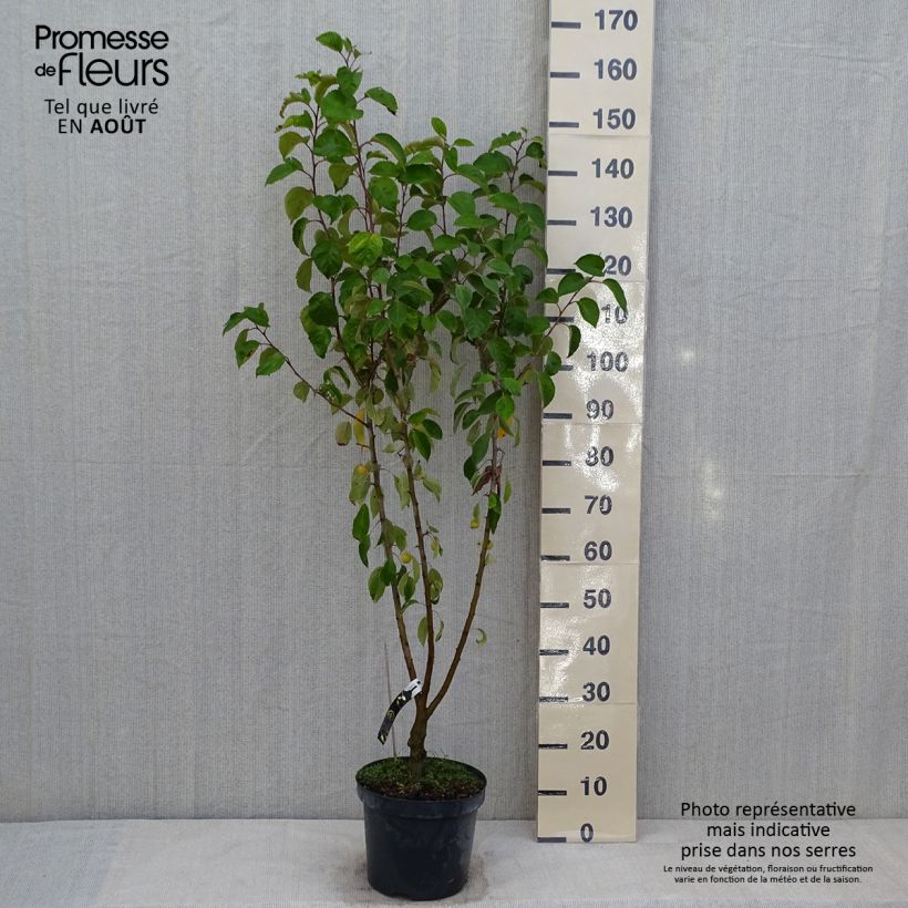 Ejemplar de Manzano de flor Evereste Maceta 7,5L/10L, Rosal mini estándar entregado en verano