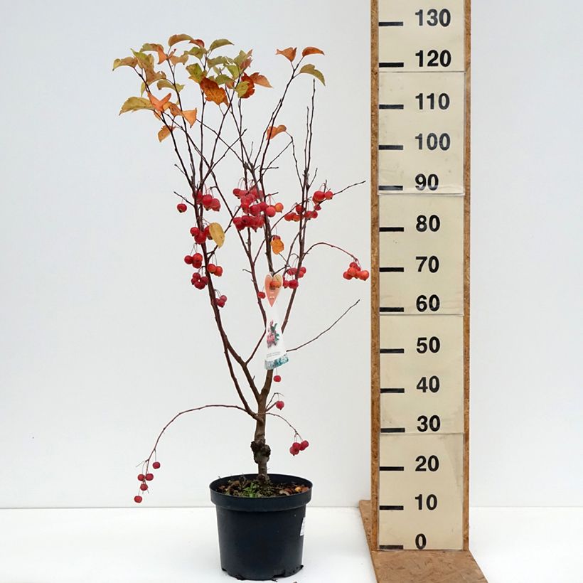 Ejemplar de Manzano de flor Evereste Maceta 7,5L/10L entregado en otoño