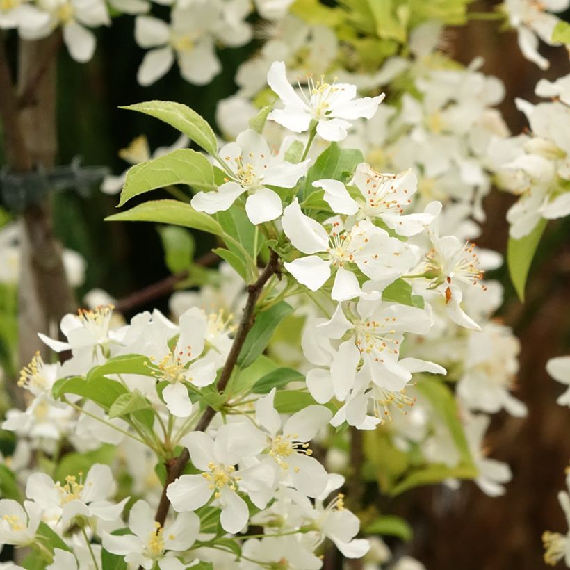 Manzano de flor Red Jewel (Floración)